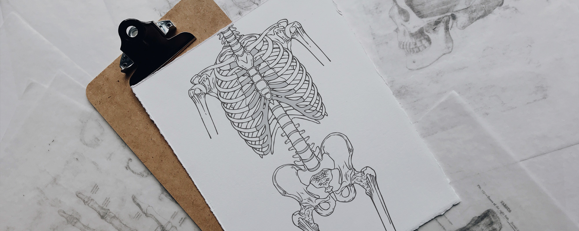 Spine + Core Anatomy